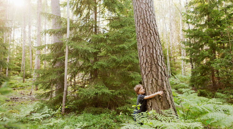 Foto av solig granskog, ett barn kramar en trädstam. 