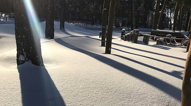 Solen lyser ner mellan träden på snön. 