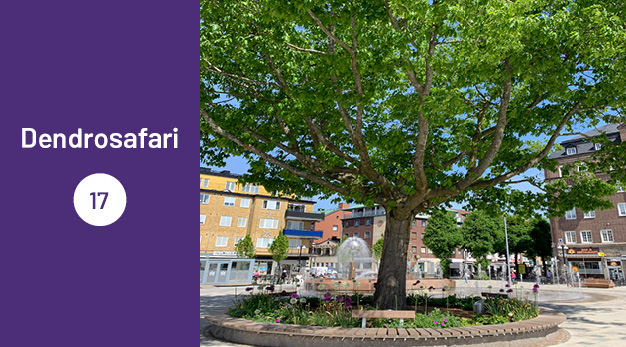 Bilden är en del av det digitala dendrosafarit. Ungefär en tredjedel av bilden utgör en lila platta med texten ”Dendrosafari”. Resterande del av bilden är ett fotografi på rödeken på Drottningtorget. Trädet är riktigt riktigt stort. Stammen är lång och trädets krona riktigt breder ut sig. Under trädet finns planteringar med olika sorters blommor i olika höjder. Runt trädets stam och planeringar kan man sitta. I bakgrunden syns fontänen Trollkällan.