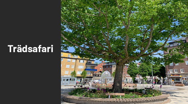 Bild på träd rödek