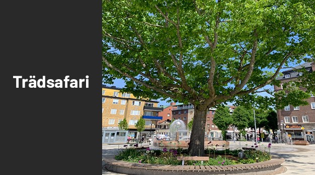 Bild på träd rödek