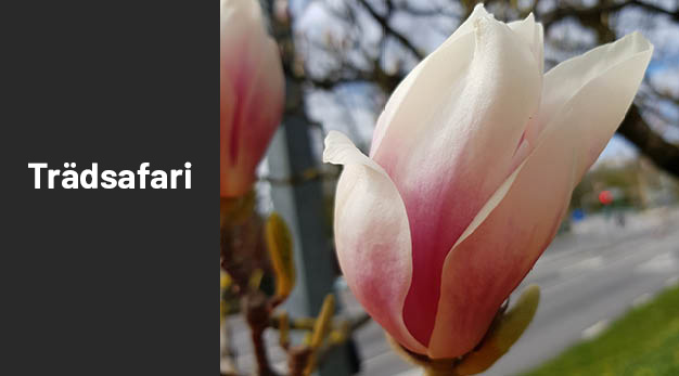 Bild på träd magnolia