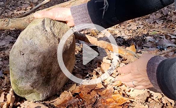 Närbild på upplyft sten med små gråsuggor.