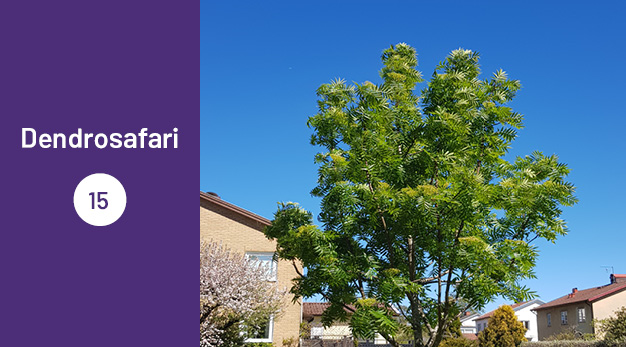 Bilden är en del av det digitala dendrosafarit. Ungefär en tredjedel av bilden utgör en lila platta med texten ”Dendrosafari”. Resterande del av bilden är ett fotografi på en ullungröna. Trädets grenar går rakt uppåt. Bladen är gröna då fotografiet är taget på sommaren. I bakgrunden syns en husknut.