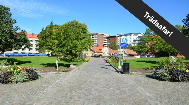 Färgbild på Trollhättans park - Betty Backs park