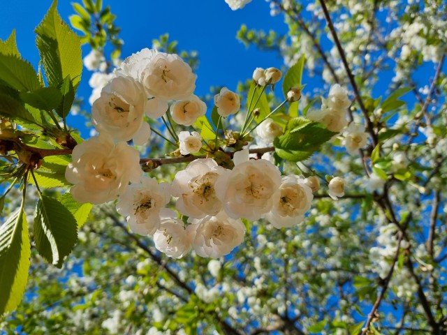 Närbild på rosa blommor på fågelbärsträd.