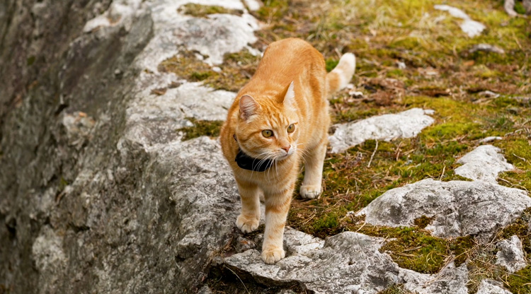 Närbild på en röd katt som står på ett klippblock och spanar ut över området omkring sig.