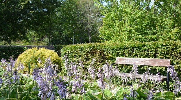 Fotografiet föreställer en del av en parkyta. I förgrunden syns höga och stora lila blommor. I bakgrunden syns en parkbänk som är placerad framför en lång och tät häck. Bakom häcken finns flera stora träd. Det är mycket grönska i bilden och den förmedlar värme. 