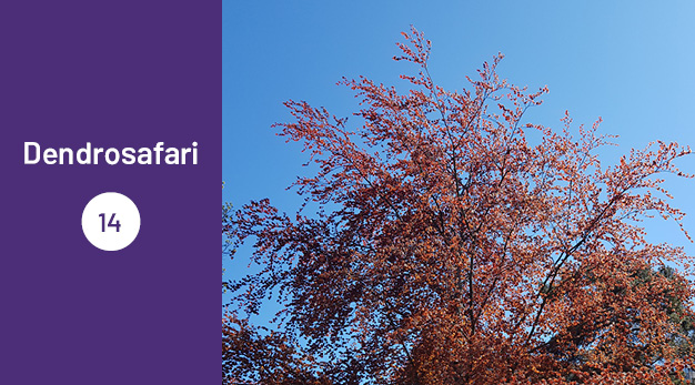 Bilden är en del av det digitala dendrosafarit. Ungefär en tredjedel av bilden utgör en lila platta med texten ”Dendrosafari”. Resterande del av bilden är ett fotografi på en blodbok. Bilden är tagen så man ser trädets krona och en ljusblå himmel. Trädets löv är mörkt mörkt röda och de blir ett fint kontrast till den blåa himlen.