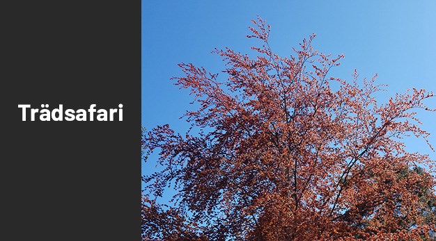 Bild på träd blodbok