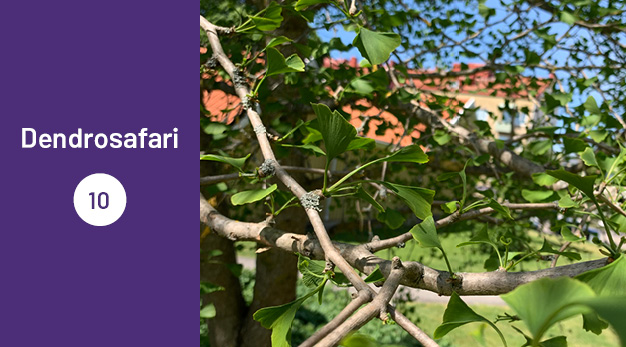 Bilden är en del av det digitala dendrosafarit. Ungefär en tredjedel av bilden utgör en lila platta med texten ”Dendrosafari”. Resterande del av bilden är ett fotografi av trädet Ginko. Bilden är en närbild av trädets ljusgröna löv. Lövens form påminner om en triangel eller en solfjäder.