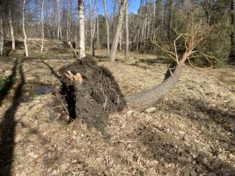 Ett träd som fallit i skogen
