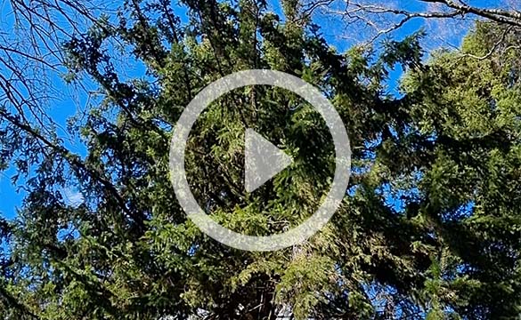 Stor gran mot blå himmel. På bilden syns en playikon.