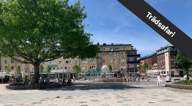 Vy över Drottningtorget visar träd och vattenspel