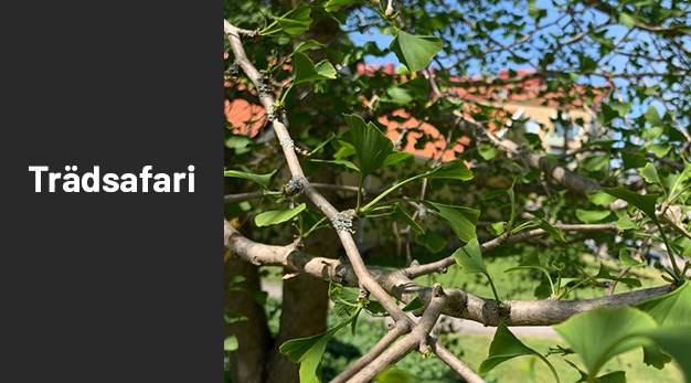 Bild på träd ginko