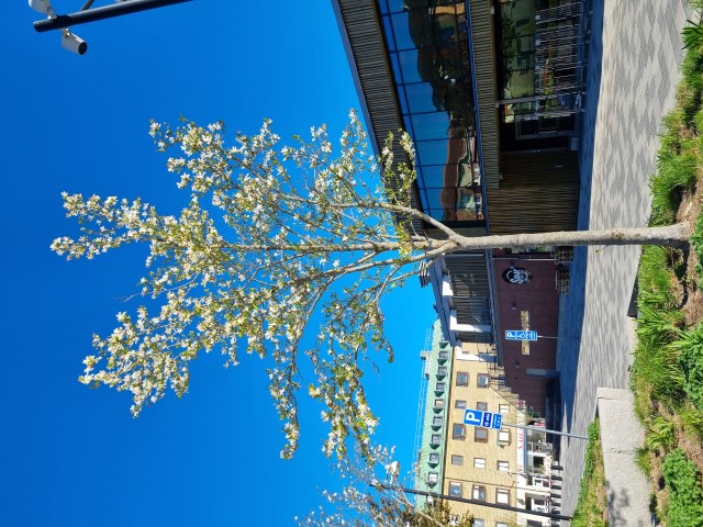 Långsmalt magnoliaträd med vita blommor.