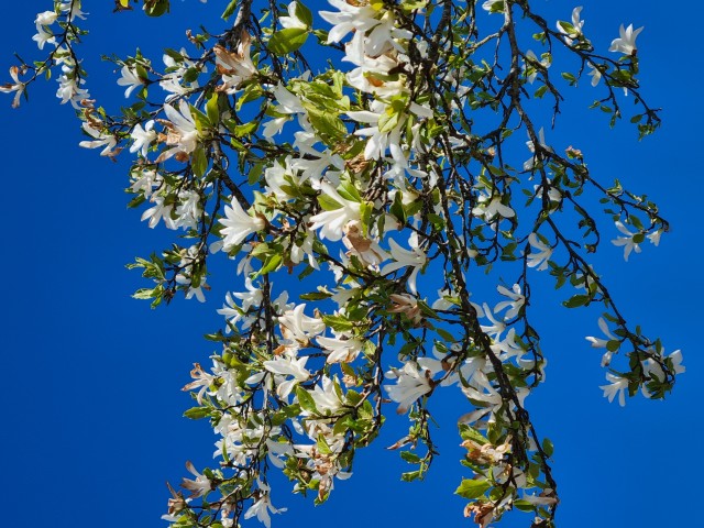 Närbild på kvistar med vita blommor på magnoliaträd.