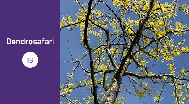 Bilden är en del av det digitala dendrosafarit. Ungefär en tredjedel av bilden utgör en lila platta med texten ”Dendrosafari”. Resterande del av bilden är ett fotografi på en guldbladig korstörne. Fotografiet är taget rakt upp mot trädets krona. I bild syns trädets bruna stam och de guldiga löven. Löven nästan lyser. I bakgrunden syns en klarblå himmel.