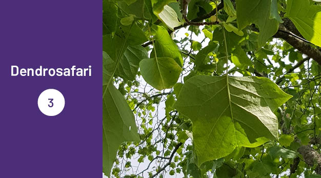 Bilden är en del av det digitala dendrosafarit. Ungefär en tredjedel av bilden utgör en lila platta med texten ”Dendrosafari”. Resterande del av bilden är ett fotografi på ett amerikanskt tulpanträd. Fotografiet är taget rakt upp mot alla trädets löv.
