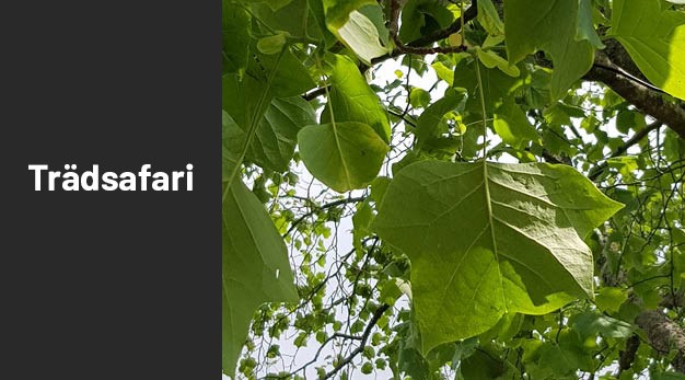 Bild på träd amerikanskt tulpanträd