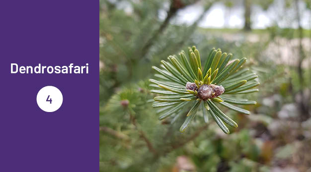Bilden är en del av det digitala dendrosafarit. Ungefär en tredjedel av bilden utgör en lila platta med texten ”Dendrosafari”. Resterande del av bilden är ett fotografi på en koreagran. Fotografiet är en närbild på granens skott.