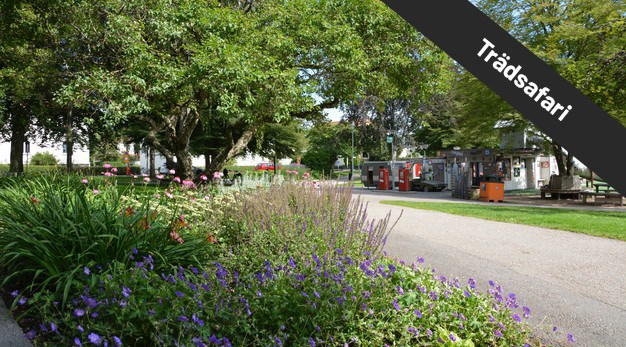 Färgbild på Trollhättans park - Maria Alberts park