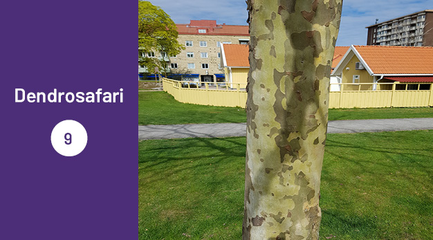 Bilden är en del av det digitala dendrosafarit. Ungefär en tredjedel av bilden utgör en lila platta med texten ”Dendrosafari”. Resterande del av bilden är ett fotografi på stammen på en hybridplanta. Stammen skiftar i olika färger av brunt och grönt. Stammen påminner om kamouflagemönster.