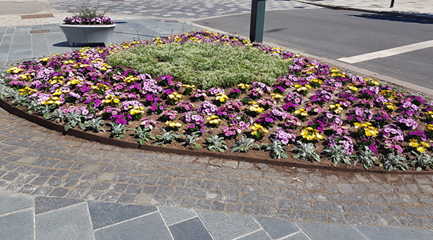 Bilden föreställer en stor plantering som löper längst en väg. Runt kanterna i planteringen är det gröna blommor och i mitten är det ett hav av gula, mörklila och ljuslila blommor.
