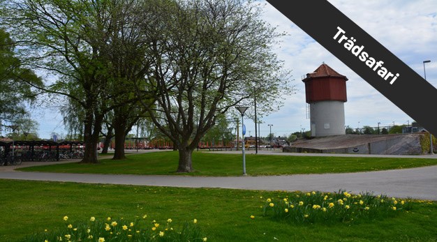 Färgbild på Trollhättans park - järnvägsparken