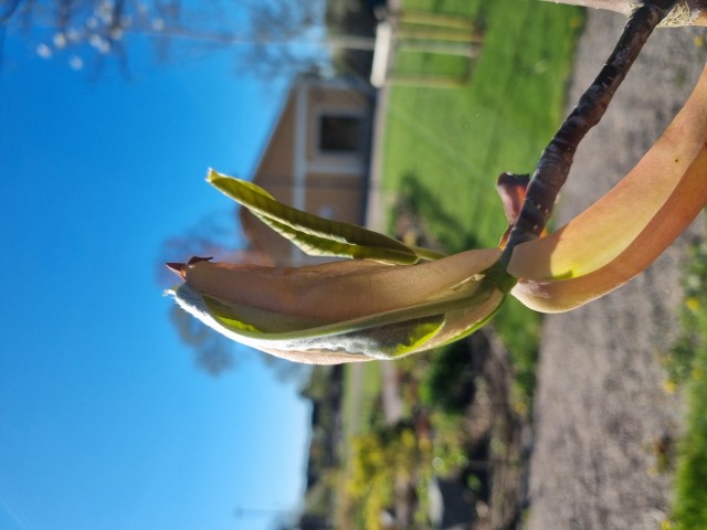 Närbild på bladpar på magnoliaträd.