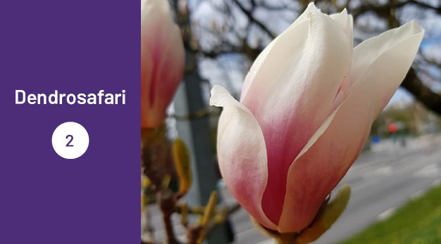 Bilden är en del av det digitala dendrosafarit. Ungefär en tredjedel av bilden utgör en lila platta med texten ”Dendrosafari”. Resterande del av bilden är ett fotografi på en magnolia blomma på nära håll. Längst ner mot roten är blomman mörkt rosa som sedan bleknar ut till i vitt. 