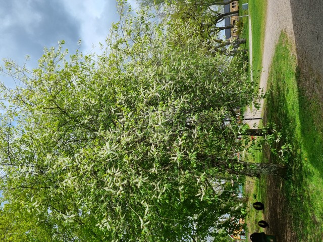 Stor buskig storblommig hägg med vita blommor.