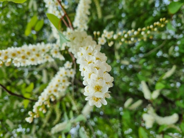 Närbild på knippe med vita blommor på storblommig hägg.