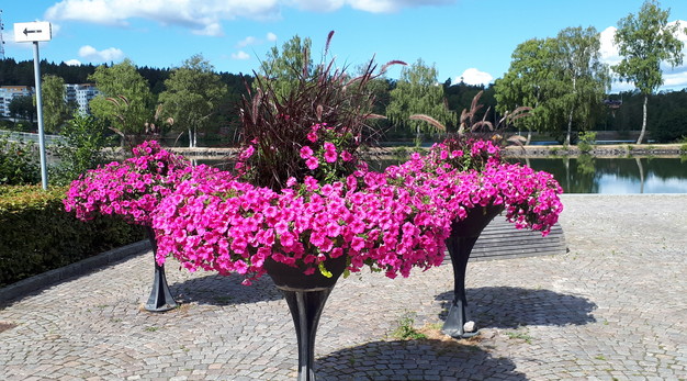 Bilden föreställer tre stora krukor som står på fot. Krukorna är fulla med rosa blommor som väller ut över kanten. Bilden är tagen i soligt väder och förmedlar värme.