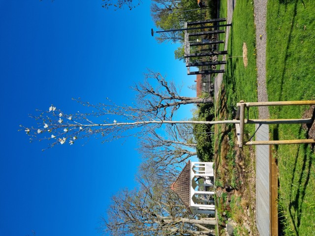 Nyplanterat magnoliaträd med några vita blommor.