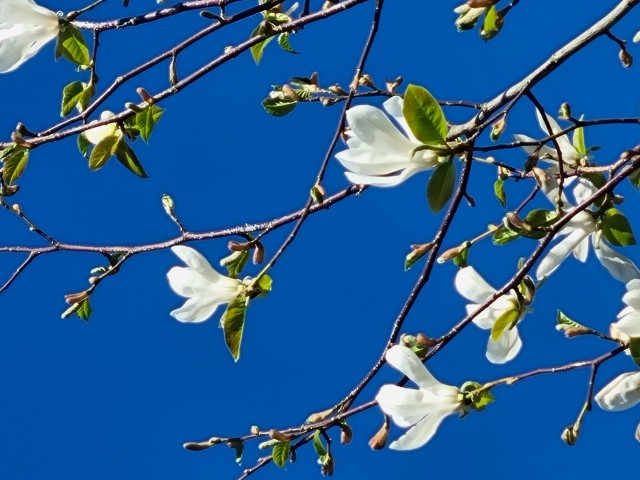 Närbild på vita magnoliablommor på träd.