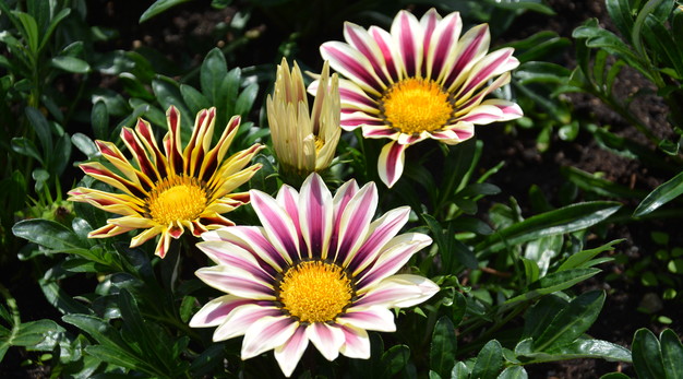Fotografiet är en närbild på fyra blommor. Blommornas blad är vita i utkanten och lysande lila i mitten. Bilden är tagen på sommaren och förmedlar en varm känsla. 