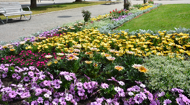 Fotografiet är en bild över en rabatt med flera olika sorters blommor. Blommorna är gult, mörklila, ljuslila och rosa. I bakgrunden syns en parkbänk och en grusgång. 