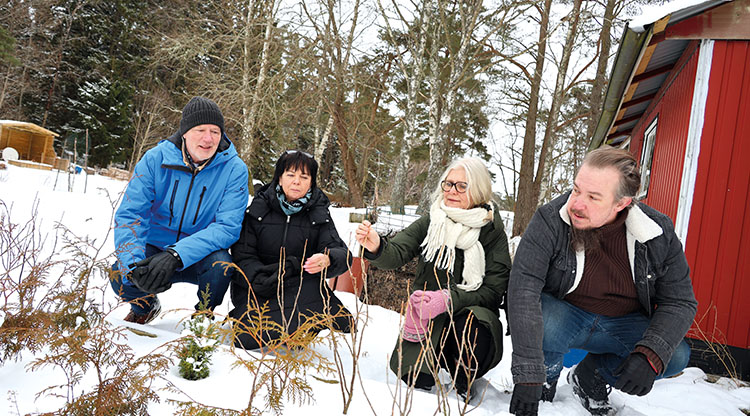 På kolonilottsområdet söder om Lextorp har ett spännande samarbete inletts med fokus på biologisk mångfald och social hållbarhet. Från vänster i bild, TorBjörn Nilsson, hållbarhetsstrateg, Pernilla Karlsson, volontärsamordnade, Anna Brandeby Harström, biologisk mångfaldsrådgivare och Tobias Egerzon, kulturvärd.