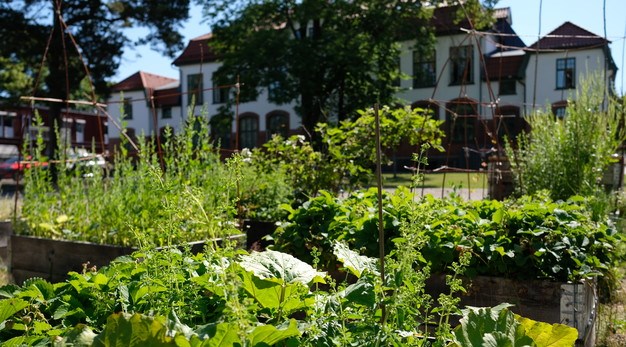 Fotografiet är en närbild på pallkragar som det odlas i. I bild syns bland annat sallad och spenat. I bakgrunden syns ett stort vitt hus. 