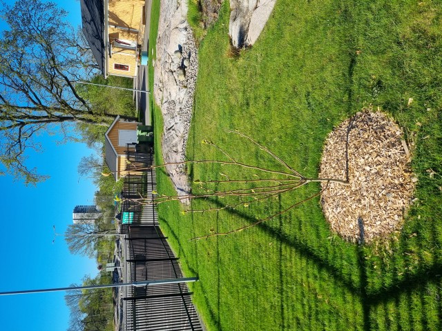 Litet träd i park.