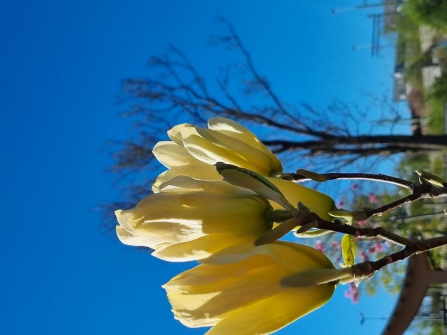 Närbild på stora gula blommor på träd.