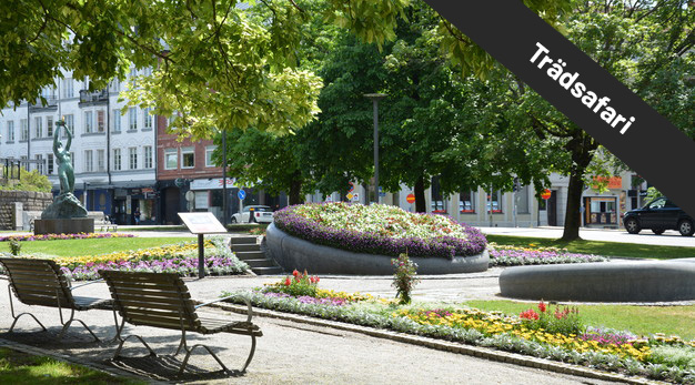 Färgbild på Trollhättans park - Karl Johans torg