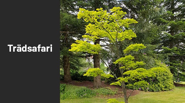 Bild på japanskt träd gyllenlönn