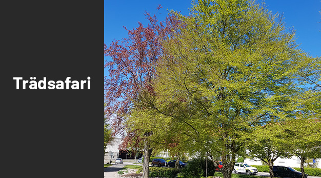 Bild på träd Flikbladig bok