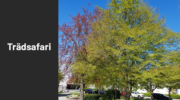 Bild på träd Flikbladig bok