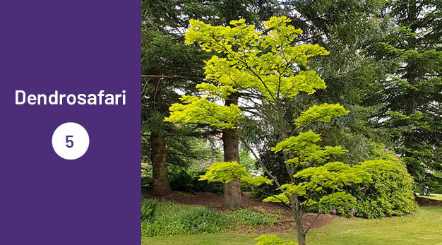 Bilden är en del av det digitala dendrosafarit. Ungefär en tredjedel av bilden utgör en lila platta med texten ”Dendrosafari”. Resterande del av bilden är ett fotografi på en japansk gyllenlönn. Trädet har en nästan neongrön färg. Det har en speciell form då det är väldigt glest. Kvistarna går ut väldigt långt från stammen och längst ut på kvisten är det som en bukett av löv.