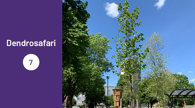 Bilden är en del av det digitala dendrosafarit. Ungefär en tredjedel av bilden utgör en lila platta med texten ”Dendrosafari”. Resterande del av bilden är ett fotografi på en japansk zelkova. Trädet är litet och påminner om en björk. Trädets form är rakt och bladen är glesa.