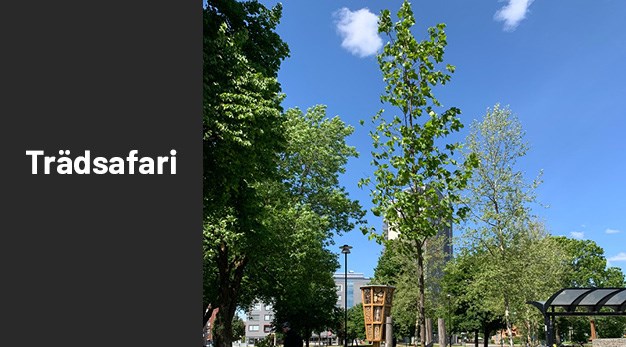 Bild på japanskt träd