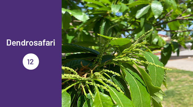 Bilden är en del av det digitala dendrosafarit. Ungefär en tredjedel av bilden utgör en lila platta med texten ”Dendrosafari”. Resterande del av bilden är ett fotografi på en äkta kastanj. Bilden är en närbild på trädes blad. Bladen är gröna och ovala. Det riktigt lyser om bladen. Fotografiet är taget en solig dag och bilden är full av värme.